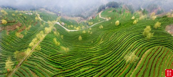 奉献世界一杯干净茶  ——访“2020年度贵州省优秀茶文化推广工作者”张勇